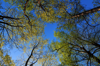 Illustration for article titled Make Sure You Have A Professional Manage The Trees For Your Enterprise